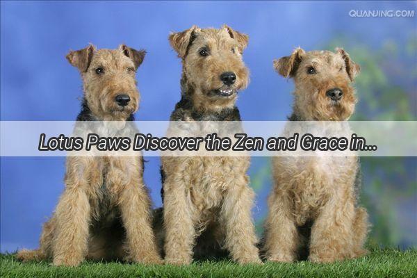 Lotus Paws Discover the Zen and Grace in Your Canine Companions Name